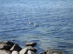 Dünennische Stranddistelweg